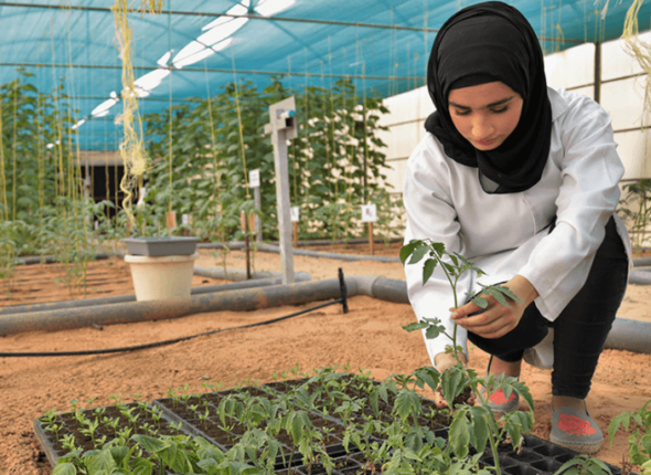 Emirates Hydro Farm